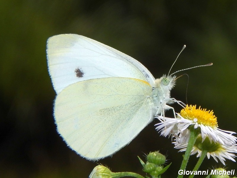 Pieris rapae?